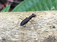 Physodeutera