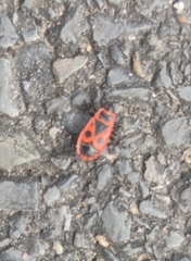 Pyrrhocoris apterus