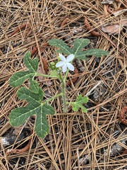 Cnidoscolus stimulosus