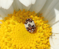 Anthrenus isabellinus