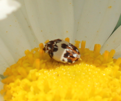 Anthrenus isabellinus