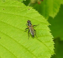Cordilura