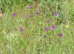 Viola etrusca