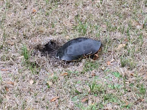 Deirochelys reticularia