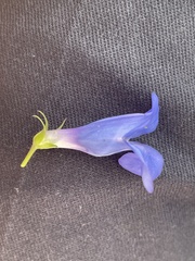 Penstemon cyananthus