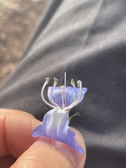 Penstemon cyananthus