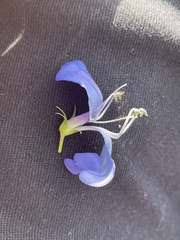 Penstemon cyananthus