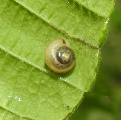 Fruticicola fruticum