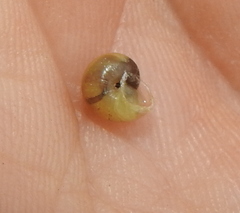Fruticicola fruticum