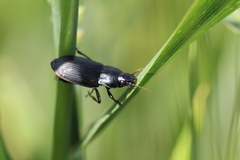 Zabrus tenebrioides
