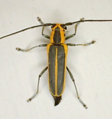 Saperda lateralis