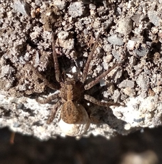 Alopecosa albofasciata