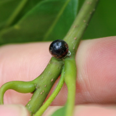 Kermesidae