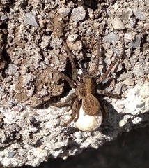 Alopecosa albofasciata