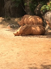 Rhinocerotidae