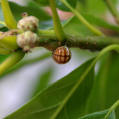 Kermesidae