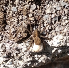 Alopecosa albofasciata