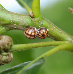 Kermesidae