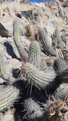 Haageocereus platinospinus