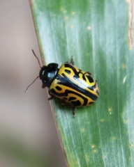 Calligrapha serpentina