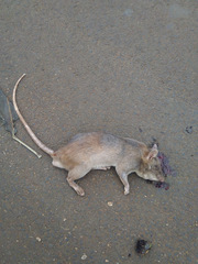 Cricetomys gambianus