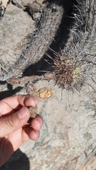 Haageocereus platinospinus