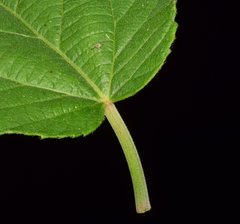 Acalypha cincta