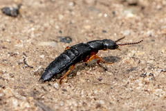 Dinothenarus badipes