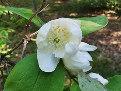 Philadelphus purpurascens