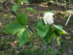 Philadelphus purpurascens