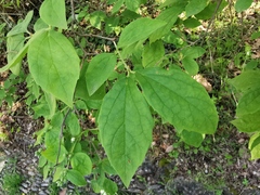 Philadelphus purpurascens