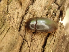Eustrophus dermestoides