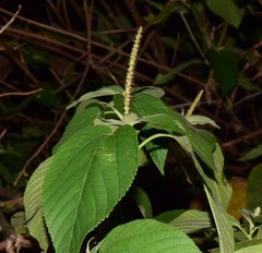 Acalypha cincta