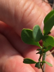 Polygonella polygama