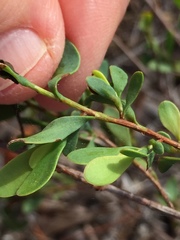 Polygonella polygama