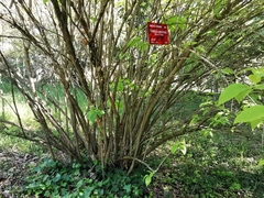 Philadelphus purpurascens