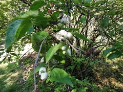 Philadelphus purpurascens