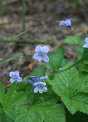 Viola nemoralis