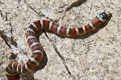 Lampropeltis knoblochi