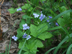 Viola nemoralis
