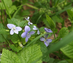 Viola nemoralis