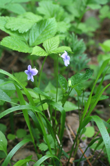 Viola nemoralis