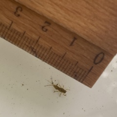 Ephemerella mucronata