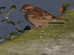 Passer domesticus
