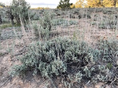 Artemisia nova