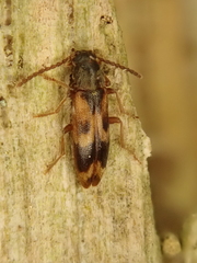 Hypulus quercinus