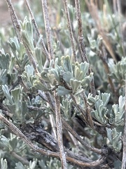 Artemisia nova