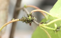 Callipterinella tuberculata