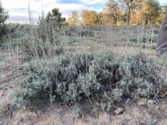 Artemisia nova