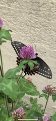Papilio polyxenes
